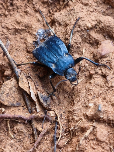 Entomobalia platynota