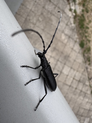 Capricorn beetle
