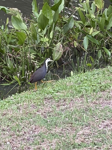 White-breasted Waterhen
