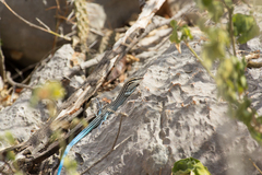 Pholidoscelis lineolatus
