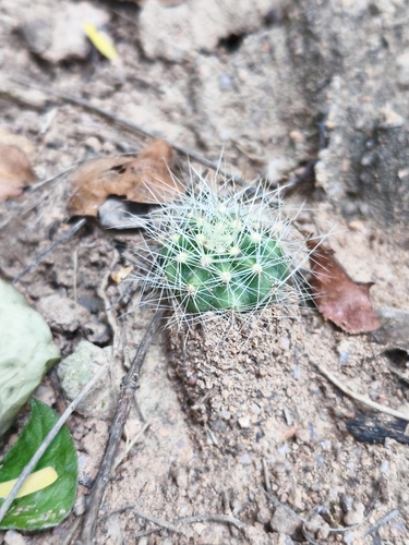 Arrojadoa leucostele