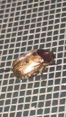 Paranomala testaceipennis