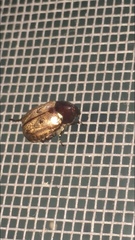 Paranomala testaceipennis