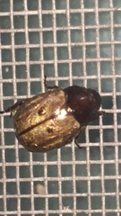 Paranomala testaceipennis