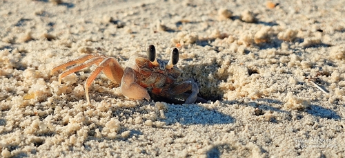 Ghost Crabs