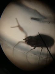 Chthoniidae