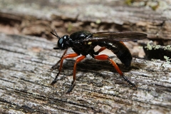Laphria sadales