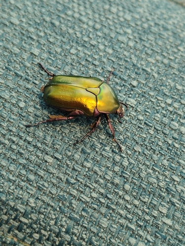 Protaetia cuprea obscura