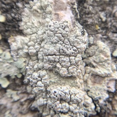 Pertusaria texana