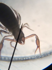 Chthoniidae