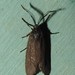 Laurelcherry Smoky Moth - Photo (c) joannerusso, some rights reserved (CC BY-NC), uploaded by joannerusso