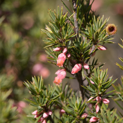 Brachyloma ericoides