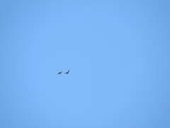 Rhynchopsitta terrisi