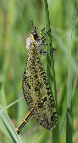 Mottled Veld Antlion photo 4