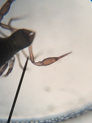 Chthoniidae