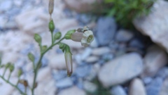 Nicotiana nudicaulis