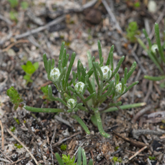Blennospora drummondii