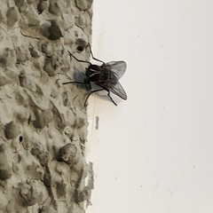 Diptera
