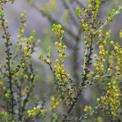Acacia rhetinocarpa