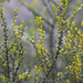 Acacia rhetinocarpa - Photo (c) Kym Nicolson, algunos derechos reservados (CC BY), subido por Kym Nicolson