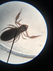 Chthoniidae