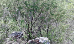 Juniperus flaccida