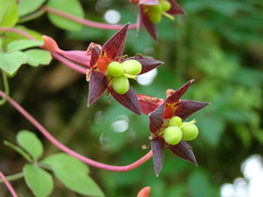 Tropaeolum pentaphyllum