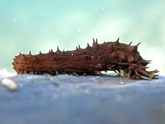 Holothuria difficilis