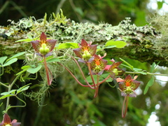 Tropaeolum pentaphyllum