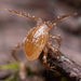 Ácaro Parásito de Escarabajos - Photo (c) mrmacro, algunos derechos reservados (CC BY-NC), subido por mrmacro