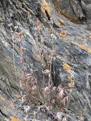 Potentilla pensylvanica