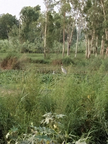Sarus Crane