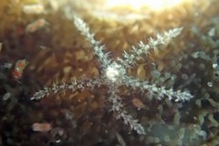 Ophiothrix