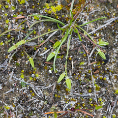 Triglochin isingiana