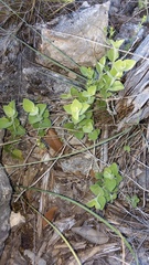 Carlowrightia texana