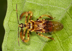 Agriocoris flavipes