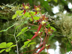 Tropaeolum pentaphyllum