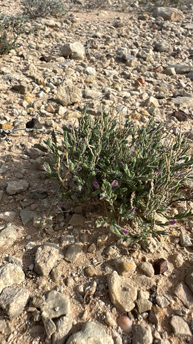 Glandleaf Milkwort