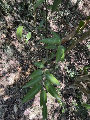 Ventilago leiocarpa, photograph 2
