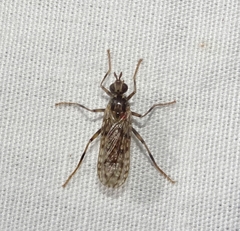 Boreothrinax maculipennis