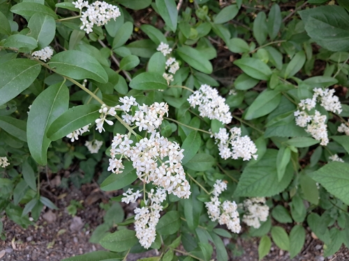 Common Privet