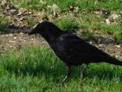 Corvus brachyrhynchos
