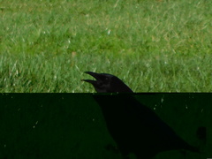 Corvus brachyrhynchos