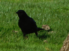 Corvus brachyrhynchos