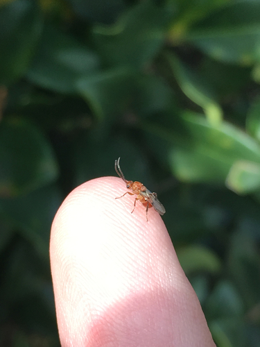 Cynipidae
