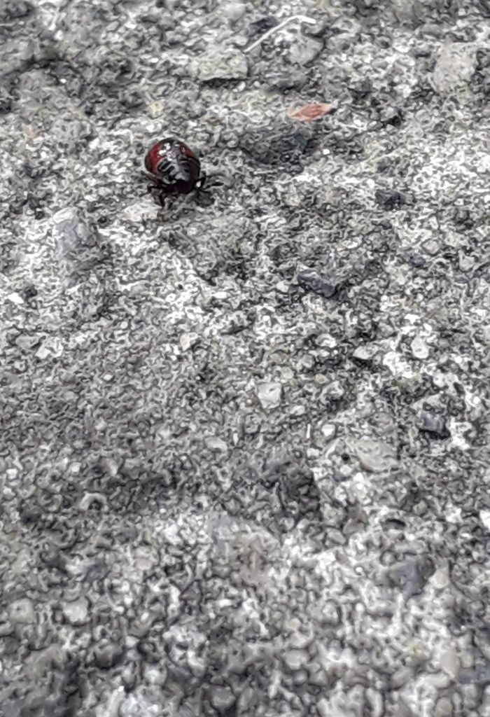 True Bugs from C.U., Ciudad de México, CDMX, México on December 11 ...