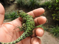 Sceloporus taeniocnemis