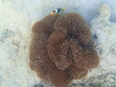 Stichodactyla gigantea
