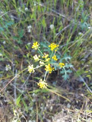 Lomatium parvifolium