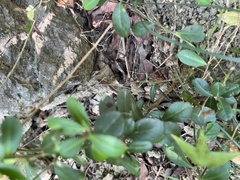 Atalantia buxifolia, photograph (c) 謝麗霦, some rights reserved (CC BY)